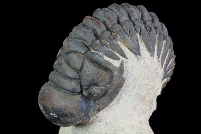 Crotalocephalina Trilobite - Foum Zguid, Morocco #69609